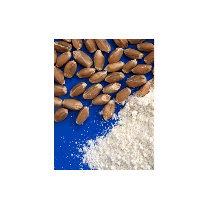 Early Morning Harvest Organic Bread Flour - Made from Non-GMO