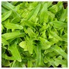 Everwilde Farms - 1 Oz Organic Royal Oakleaf Leaf Lettuce