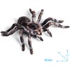 BOTICAKO BOTICAKO Realistic Fake Snake & Fake Spider, Prank Stuff