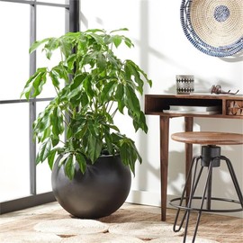 SAFAVIEH Outdoor Collection Kenslia Black Concrete Planter (Fully Assembled)