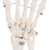 picoLab Hand Skeleton Model Hand Bone Model Hand Joint Left