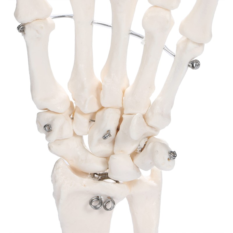 picoLab Hand Skeleton Model Hand Bone Model Hand Joint Left