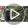 Silky Professional BIGBOY 2000 Folding Saw 360mm XL Teeth (356-36)
