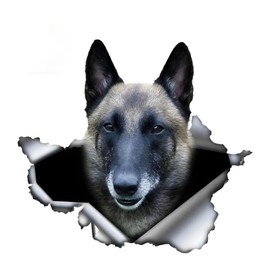 Car Sticker Belgian Malinois Sticker 15 cm (5.9 Inch) 3D Torn Reflective Sticker Belgian Shepherd Funny Car Sticker Waterproof Pet Dog Sticker Car Window Decor