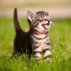 Campsis 2PCS Cat Collars with Bowtie Breakaway Cat Collar with