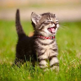 Campsis 2PCS Cat Collars with Bowtie Breakaway Cat Collar with Bell Adjustable Safety Kitten Collar with Removable Bow and Bell for Boy Cats Girl Cats