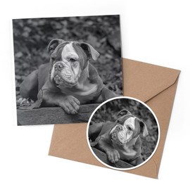 1 x Greeting Card & 10 cm Round Sticker Set - BW - American Bulldog Puppy Dog - Birthday Thank You Friend Lover Fan Mum Dad Kids #35231