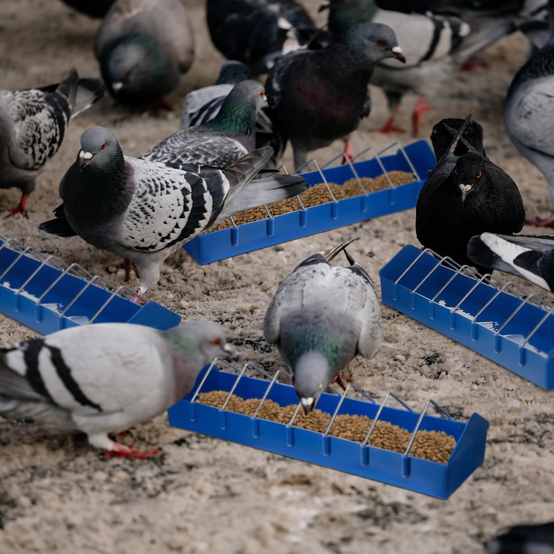 Tioncy 4 Pcs Pigeon Feeder Bird Dispenser Slot Container Poultry
