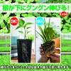 ZERONOWA Seedling Pot, Deep Type, Long Pot, Vinyl Pot, Seedling
