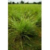 doTERRA - Lemongrass Essential Oil - 15 mL