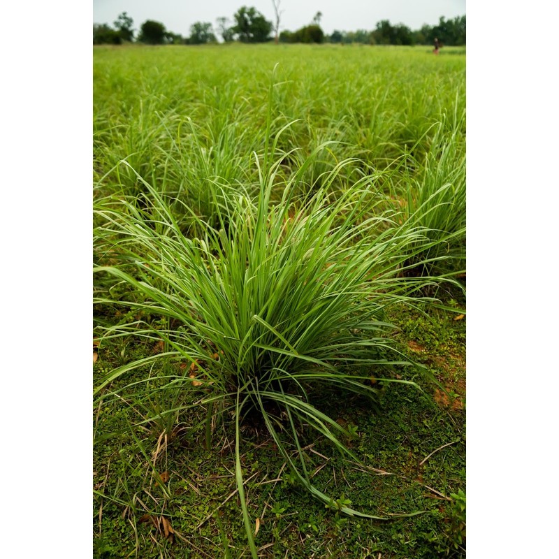 doTERRA - Lemongrass Essential Oil - 15 mL