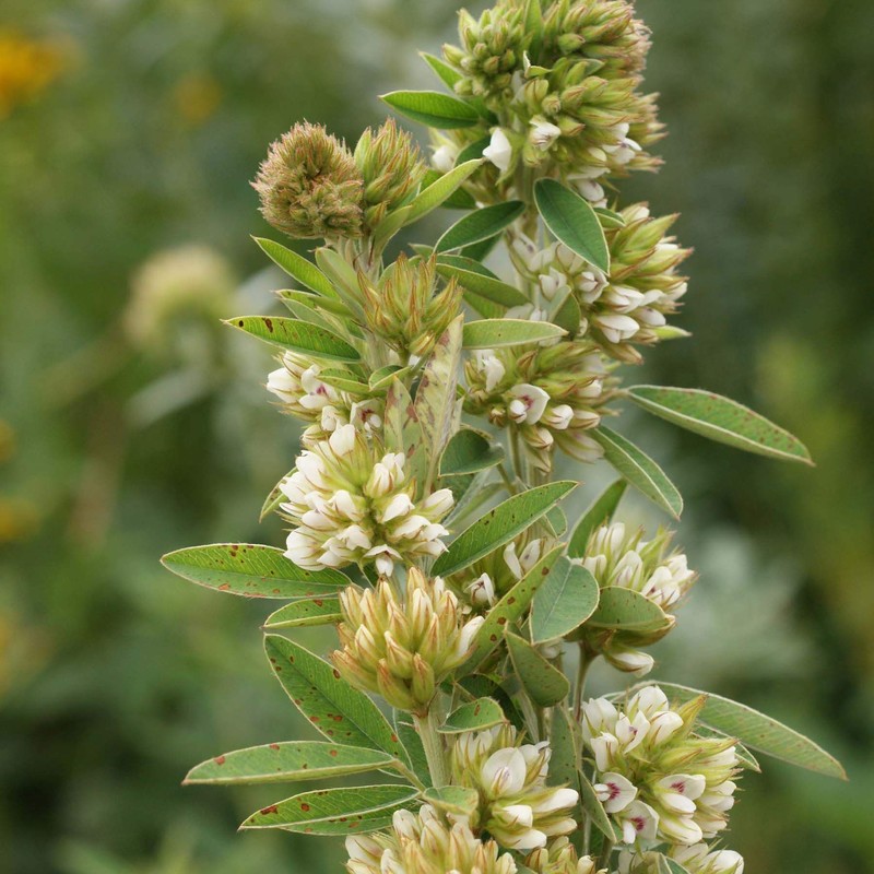 Outsidepride Lespedeza Capitata - 2000 Seeds