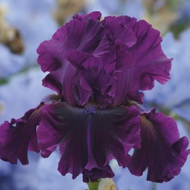 Bearded Iris for Veronica Plant Potted - Deep Purple Black Flowers - Easy to Grow Perennial Prolific Bloomer!