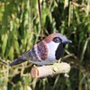 440s Tangoo Ceramic Field Sparrow on Wood, Hanging | TA-17000