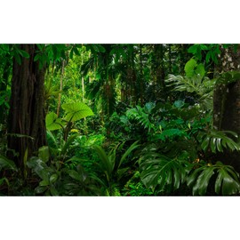 Forest Aquarium Background Densely Woods In Moss Natural Landscape Terrarium Background Lush Green Tropical Forest Jungle Ferns Fish Tank Background Old Huge Trees Reptile Habitat Background 72x18in