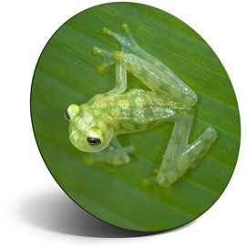 Destination Vinyl ltd Magnet for Refrigerator, Fridge - Glass Frog Jungle Frogs Green for Office, Cabinet and Whiteboard, Magnetic Stickers, 3302