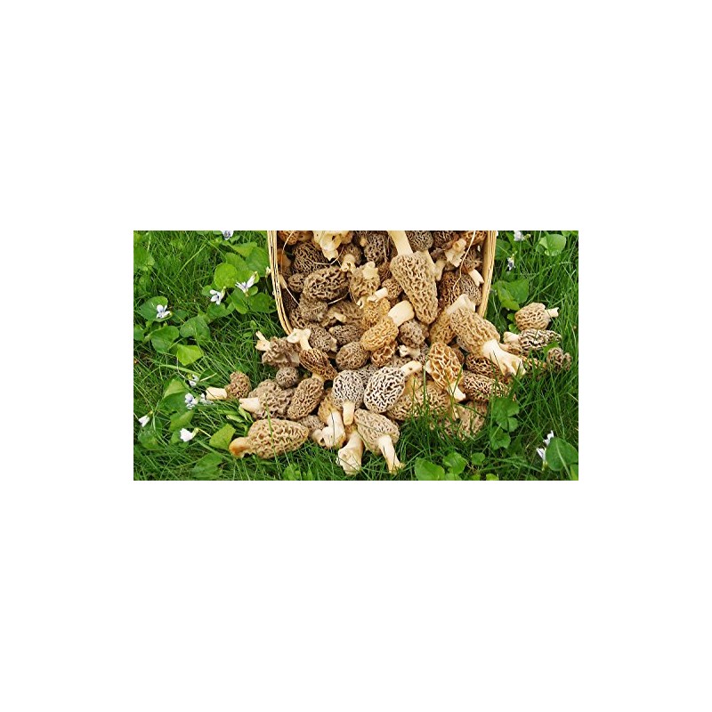 Large Kit Morel Mushroom Spores Sawdust Seed - 25 Gallon