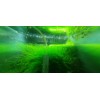 Moss/Plant Christmas Moss,Subwasser - Susswassertang 2oz