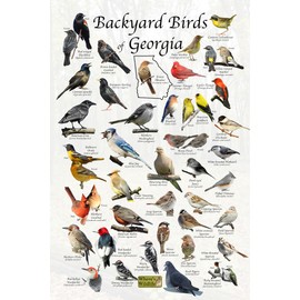 Where's Wildlife Backyard Birds of Georgia Bird Identification Poster (8" x 12")