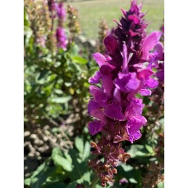 PINK  30+ SEEDS Red Bordeaux Rose Salvia Perennial