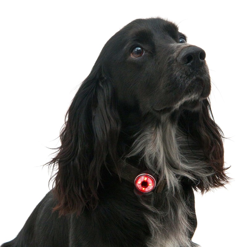 Mountain Paws Dog Collar Safety Light, 4 Colour Modes &