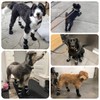 Billionchains 4 PCS Dog Boots Waterproof Dog Shoes with Reflective,