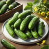 22Day Seeds: Seeds Cucumber Rodnichok F1 Open-Pollinated / 45 Days/Non