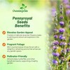Outsidepride Pennyroyal Herb Seeds - 10,000 Pcs. Perennial, Drought Tolerant