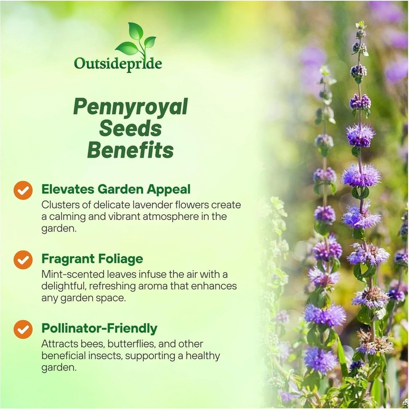 Outsidepride Pennyroyal Herb Seeds - 10,000 Pcs. Perennial, Drought Tolerant