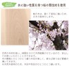 Tosaryu, Cherry Wood Washing Board M SS - 1003