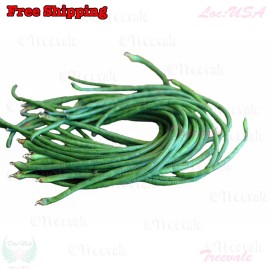 Treevale DARK GREEN Yardlong Bean, Asparagus Bean, Snake Bean, Chinese Long Bean Seeds - 10 Seeds No Tracking