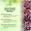 Outsidepride Burgundy Star Easy Wave Petunia Seeds - 15 Pcs.
