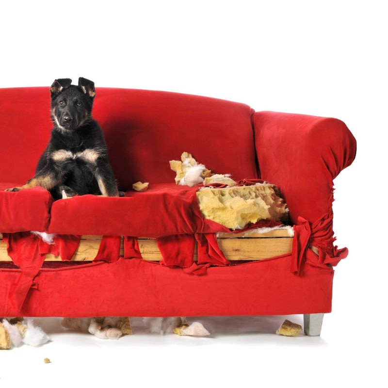 Simple Solution Simple Solution Chew Stopper, Deterrent for Puppy Training