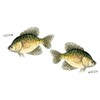Salty Bones Crappie Mega Sticker Double Pack - Made in