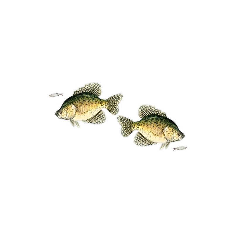 Salty Bones Crappie Mega Sticker Double Pack - Made in