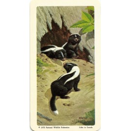 RED ROSE TEA CARD, SERIES: ANIMALS AND THEIR YOUNG, STRIPED SKUNK