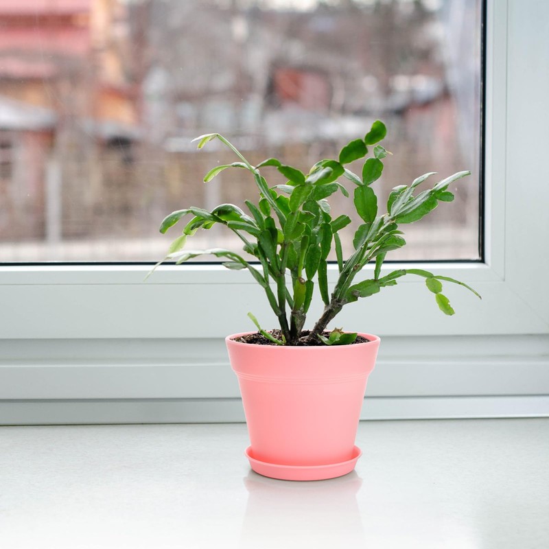 Frcctre 30 Pack 4 Inch Plastic Planter Pots, Small Flower