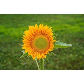 Procut Gold Lite Sunflower Autumn Cut Flowers Premium Seeds for Planting Packet