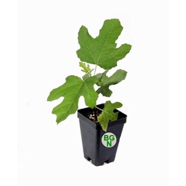 Chicago Hardy Fig Tree - Very Cold-Hardy - Live fig Tree