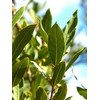 Swẹẹt Bay Leaf Plạnt Lịvẹ – Bay Laurel Trẹẹ –