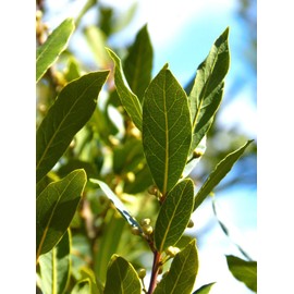 Swẹẹt Bay Leaf Plạnt Lịvẹ – Bay Laurel Trẹẹ – 4 to 6 Inches in Height