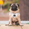 Small 'Panda Bear Cub Sitting' Dog/Cat/Pet Bandana (PD00050637)