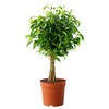 Ficus Benjamina Bonsai Weeping Fig Tree Benjamin Fig Ficus Tree