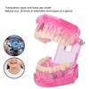 Transparent Adult Teeth Model Pathological Repair Studying Dental Teaching Tools