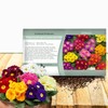 Outsidepride Danova Grower Mix Common Primrose Seeds - 50 Pcs