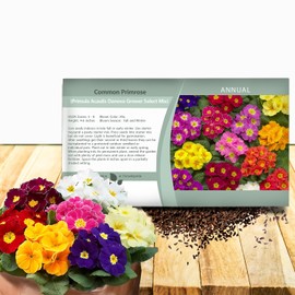 Outsidepride Danova Grower Mix Common Primrose Seeds - 50 Pcs Annual, Hardy, Easy to Grow & Low Maintenance Flower Seeds for Planting Vibrant Soft Blooms, for Containers, Borders & Erosion Control