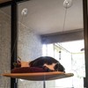 Cat Hammock Window Mounted Hommock with Suction Cups Pet Hanging