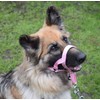 Headcollar Dog Halter/Training Head Collar Training Tool Dog, Head Harness