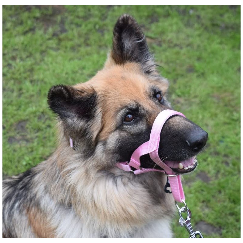 Headcollar Dog Halter/Training Head Collar Training Tool Dog, Head Harness