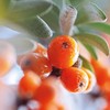 Weleda Sea Buckthorn Elixir